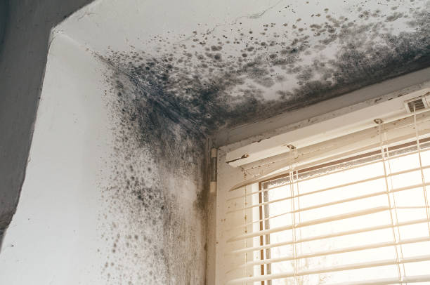 Affordable Black Mold Remediation solutions in Caldwell, NJ