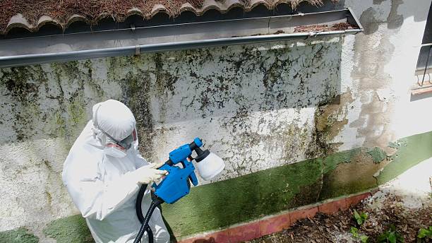 Top rated local Black Mold Remediation specialists in Caldwell, NJ